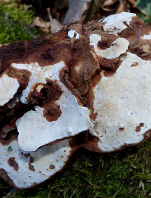 Developing pore layer with mottled appearance on hawthorn at Burnham Beeches, Buckinghamshire